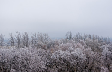 Winter urban frosty landscape - snow covered trees on foggy background