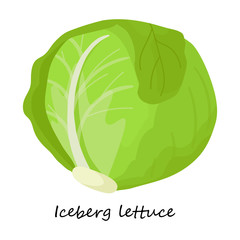 Lettuce vector icon.Cartoon vector icon isolated on white background lettuce .