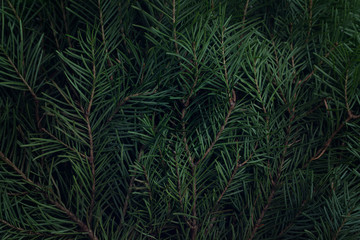 Background of Christmas tree branches. Dark toning. Copy space. Texture. Abstract.
