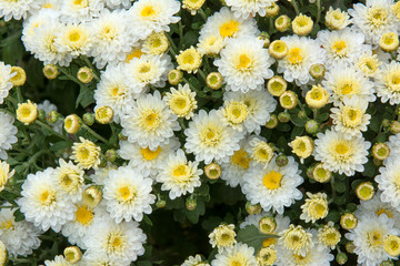 background of yellow flowers - 308312023