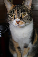 Photo of a domestic cat, animal, feline.