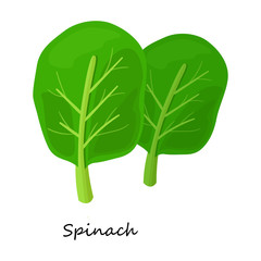 Spinach vector icon.Cartoon vector icon isolated on white background spinach.