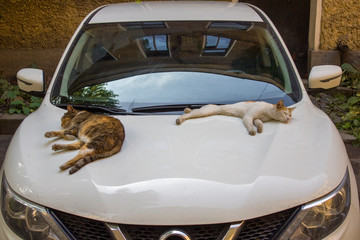 Saint Petersburg/ Russia - 10.09.2019: Two cats sleep on the hood of a white car on the background...
