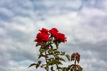 red flowers on blue sky background - 308312245