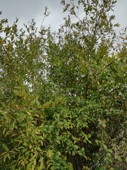 green leaves of a tree in spring