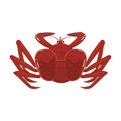 Sea crab vector icon.Cartoon vector icon isolated on white background sea crab .