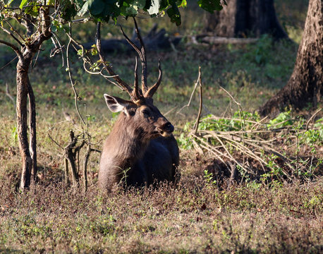 sumbar deer