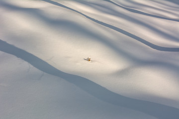 Shadow of a tree in the snow on a winter day - 308312851