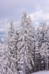 Trees covered with snow on a mountain slope.