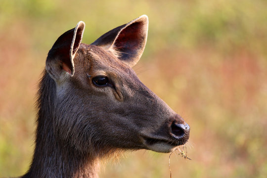 sumbar deer