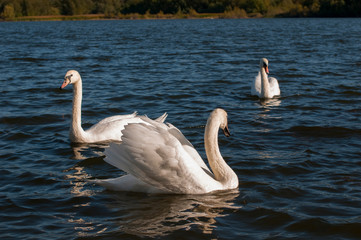 white swans on an autumn lake on a sunny day
