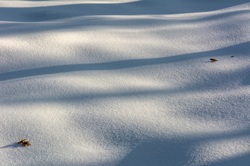 Shadow of a tree in the snow on a winter day - 308313200