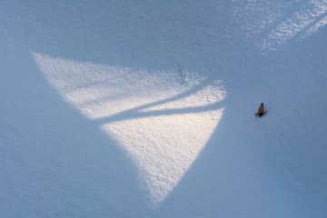 Shadow of a tree in the snow on a winter day - 308313293