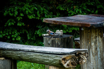 eurasian jay bird