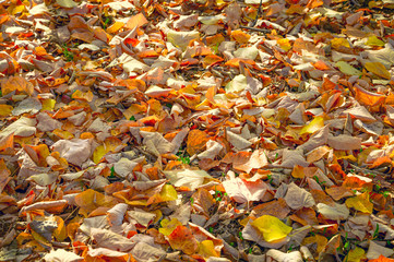 Autumn. Multicolored maple leaves lie on the grass.