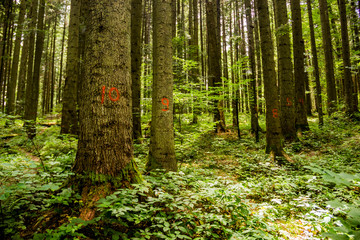 Obraz premium a numbered tree in forest