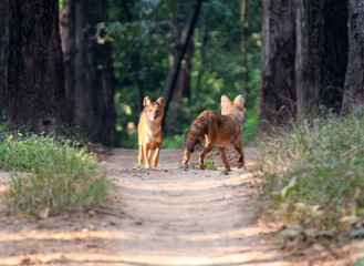 wild dogs 5