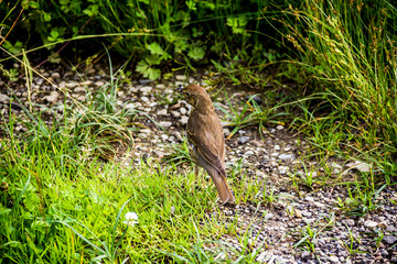 a song thrush bird