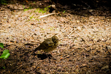a song thrush bird