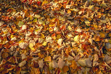 Autumn. Multicolored maple leaves lie on the grass.