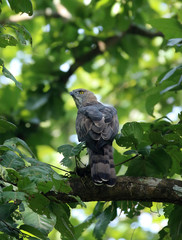 eagle