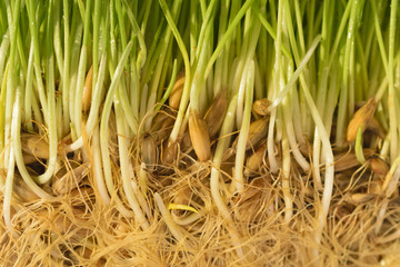 Closeup of spring green grass with roots.