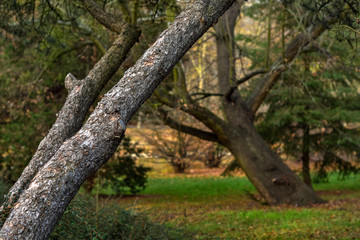 Drzewa w parku; Park Szcytnicki - Wrocław
