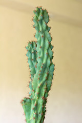 cactus isolated on yellow background