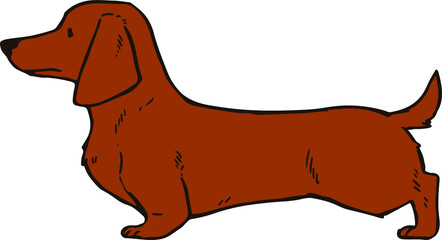 Smooth haired red dachshund