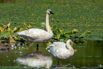 Obraz premium Tundra Swans at a Pond 2