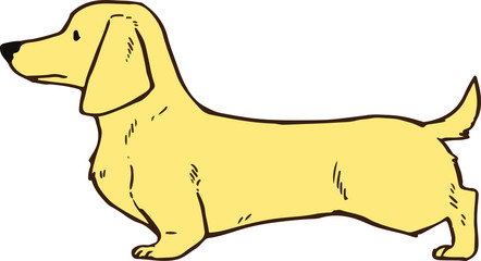 Dachshund Cream color Smooth hair