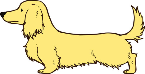 Dachshund Cream color Long hair