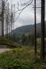 forest in the mountains