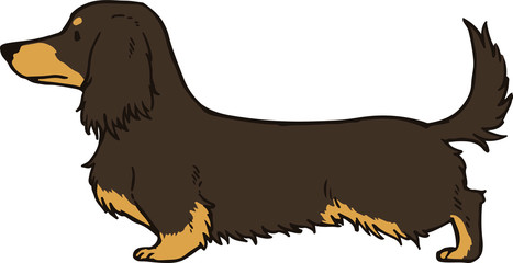 Dachshund Chocolate/Cream Long hair