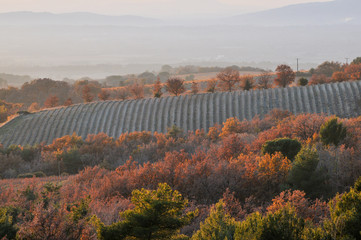 champ de lavande en automne