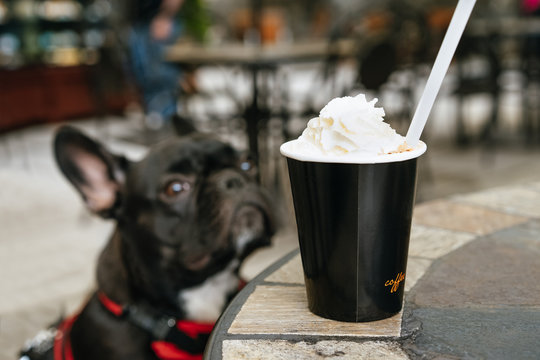 dog with cup of coffee