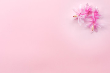 Festive flower composition on pink  background. Overhead view.