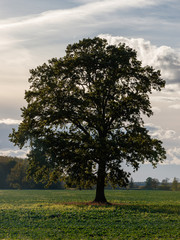 tree in the field