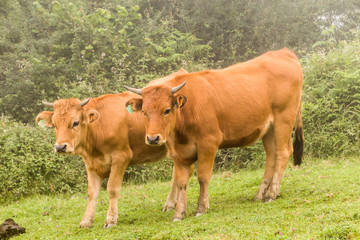 Tow cows looking at the camera