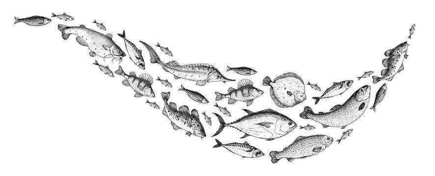 Fish sketch collection. Hand drawn vector illustration. School of fish vector illustration. Food menu illustration. Hand drawn fish set. Engraved style. Sea and river fish