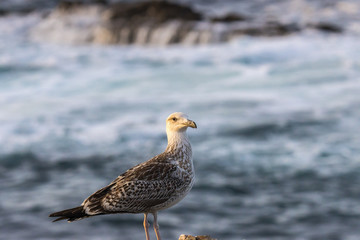 The birds on the coast exhibit their colors!