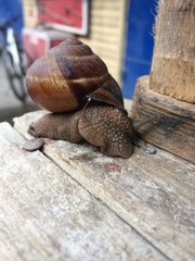 snail on leaf