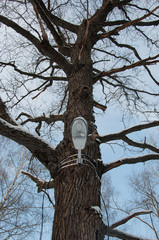 Obraz premium streetlight on the tree