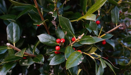 Holly Berries