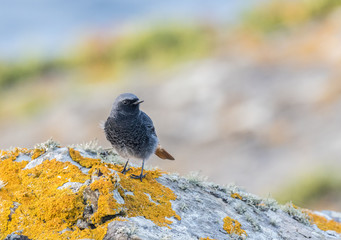 The birds on the coast exhibit their colors!