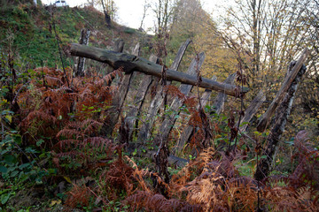 overturned fence tree landscape in autumn