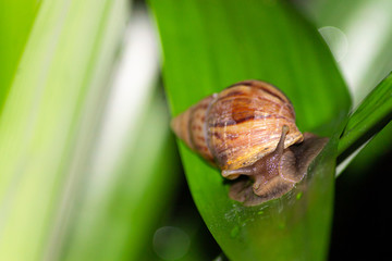 The snail in graden on leaves at night