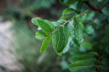 Beautiful background with a lush branch terebinth after the rain, place for text, selective focus