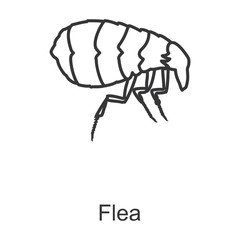 Flea vector icon.Line vector icon isolated on white background flea.