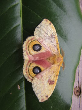 Closeup of a giant silk moth, polyphemus, with eye-like spots, resting on a magnolia leaf